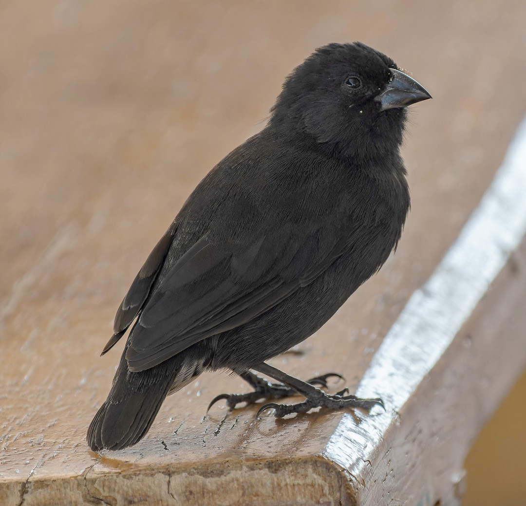 image Medium Ground-Finch